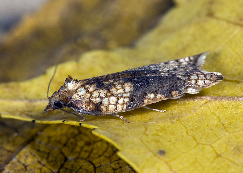 Tortricidae - Acleris rhombana